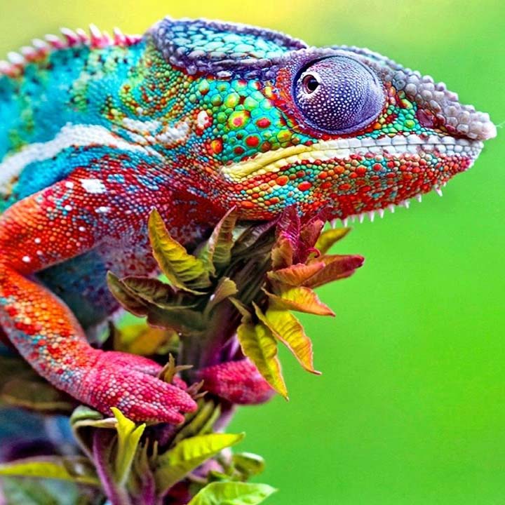 Chameleon