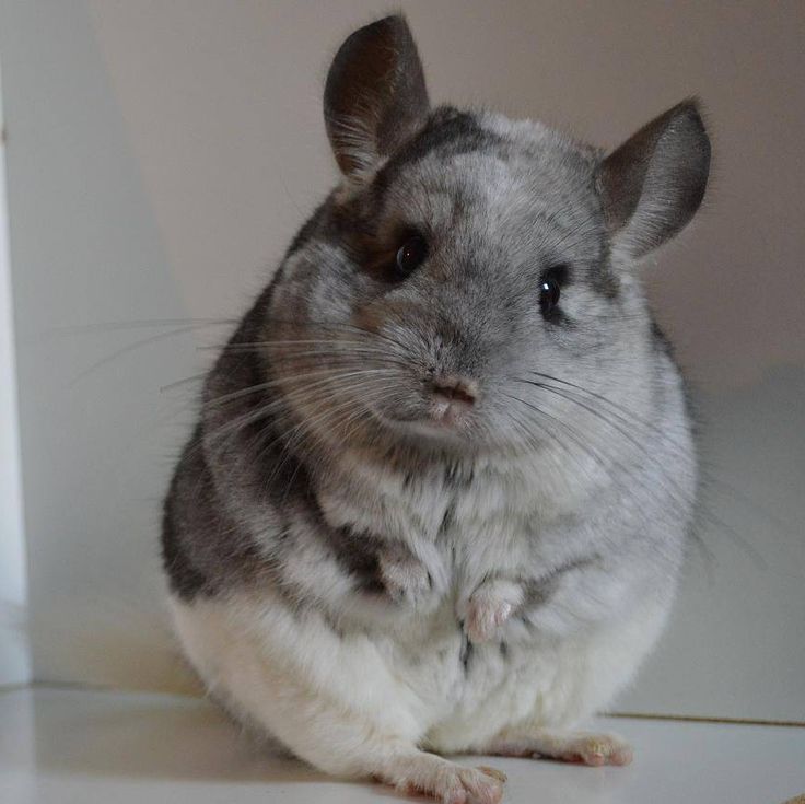 Chinchilla
