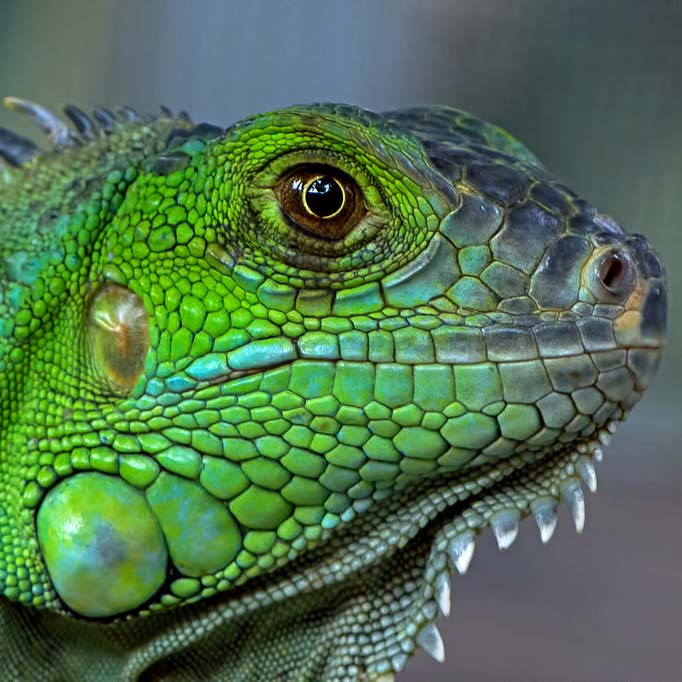 Iguana