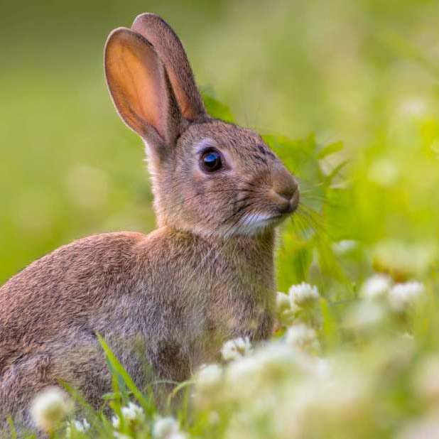 Rabbit