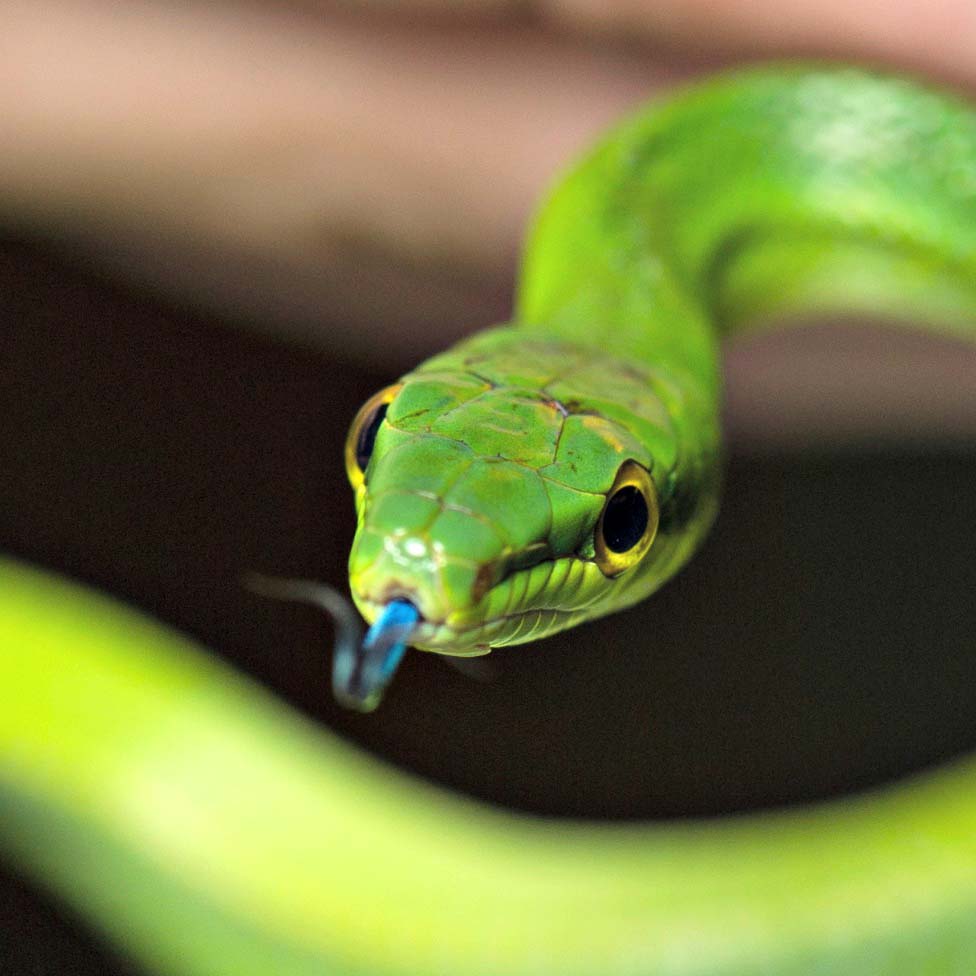 Snake