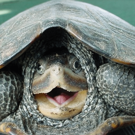 Turtle