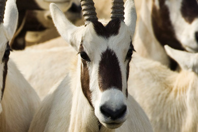 Oryx