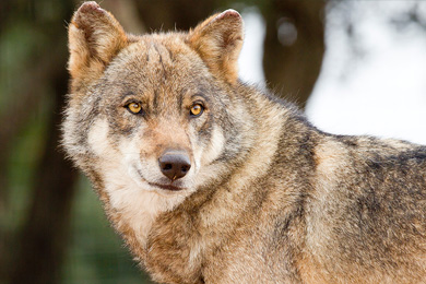 Wolf